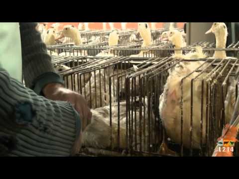 Foie gras du Sud-Ouest : visite dans des salles de gavage typiques de la production